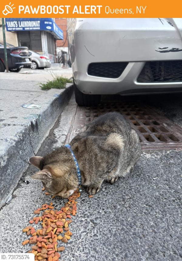 Found/Stray Unknown Cat last seen 103rd st and 52nd ave, Queens, NY 11368