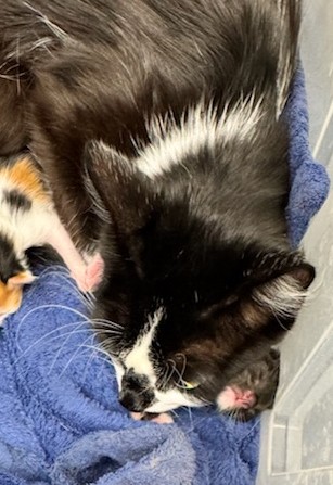 Shelter Stray Female Cat last seen Near BLOCK KALISPELL, 12155 Park Blvd, Brighton, CO 80601, USA