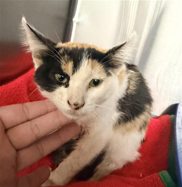 Shelter Stray Female Cat last seen , 201 S Mt Vernon Ave, Bakersfield, CA 93307, USA