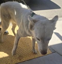 Shelter Stray Male Dog last seen S DR MLK JR BLVD, 201 S Mt Vernon Ave, Bakersfield, CA 93307, USA