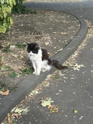 Found/Stray Unknown Cat last seen Mare street, Greater London, England 