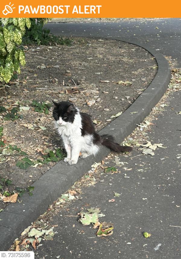 Found/Stray Unknown Cat last seen Mare street, Greater London, England 