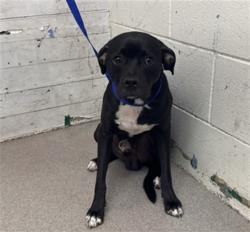 Shelter Stray Male Dog last seen , 333 Chandler Pl, San Bernardino, CA 92408, USA
