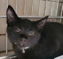 Shelter Stray Female Cat last seen , 11258 Garfield Ave, Downey, CA 90242, USA