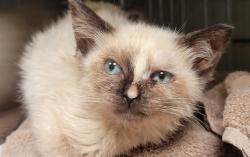 Shelter Stray Female Cat last seen , 11258 Garfield Ave, Downey, CA 90242, USA