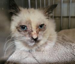 Shelter Stray Female Cat last seen , 11258 Garfield Ave, Downey, CA 90242, USA