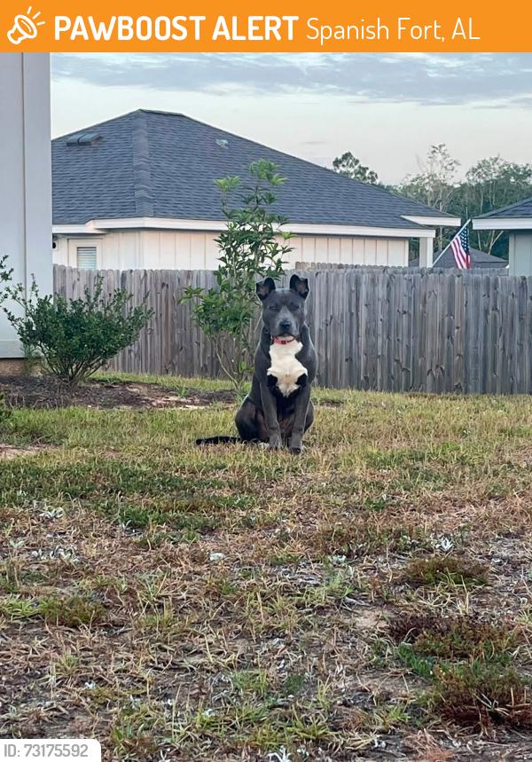 Found/Stray Female Dog last seen FallingWaters Stonebridge Neighborhood, Spanish Fort, AL 36527
