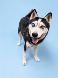 Shelter Stray Male Dog last seen Near BLOCK NEWS ST., 2020 Forest St, Jacksonville, FL 32204, USA