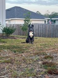 Found/Stray Female Dog last seen FallingWaters Stonebridge Neighborhood, Spanish Fort, AL 36527