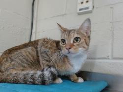 Shelter Stray Female Cat last seen , 2769 Conroy Rd, Orlando, FL 32839, USA