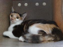 Shelter Stray Female Cat last seen , 2769 Conroy Rd, Orlando, FL 32839, USA