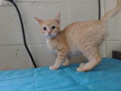 Shelter Stray Male Cat last seen , 2769 Conroy Rd, Orlando, FL 32839, USA