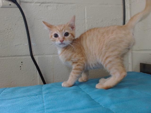 Shelter Stray Male Cat last seen , 2769 Conroy Rd, Orlando, FL 32839, USA