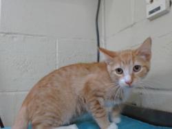 Shelter Stray Male Cat last seen , 2769 Conroy Rd, Orlando, FL 32839, USA
