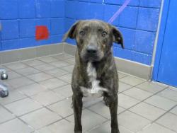 Shelter Stray Male Dog last seen Near BLOCK WILLIAM ST SE, 8920 Lomas Blvd NE, Albuquerque, NM 87112, USA