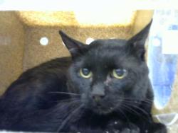 Shelter Stray Male Cat last seen Near BLOCK TRUMAN ST NE, 8920 Lomas Blvd NE, Albuquerque, NM 87112, USA