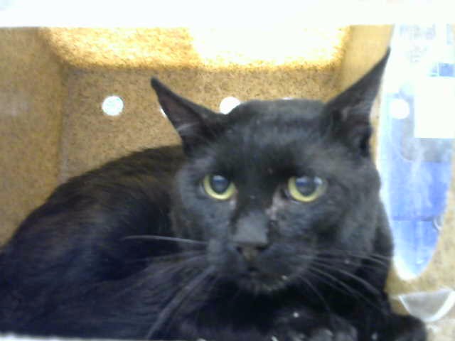 Shelter Stray Male Cat last seen Near BLOCK TRUMAN ST NE, 8920 Lomas Blvd NE, Albuquerque, NM 87112, USA