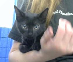Shelter Stray Male Cat last seen Near BLOCK GUADALAJARA AVE NE, 8920 Lomas Blvd NE, Albuquerque, NM 87112, USA