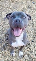 Shelter Stray Male Dog last seen Near BLOCK LOS VOLCANES, 11800 Sunset Gardens Rd SW, Albuquerque, NM 87121, USA