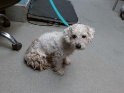 Shelter Stray Male Dog last seen Near BLOCK NORTH WIND DR SW, 11800 Sunset Gardens Rd SW, Albuquerque, NM 87121, USA