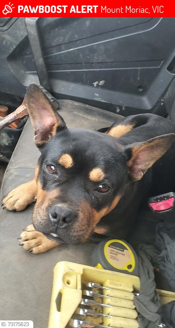 Lost Male Dog last seen Mount moriac pub, Mount Moriac, VIC 3240