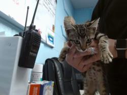 Shelter Stray Female Cat last seen Near BLOCK SOUTH DALE DR SW, 11800 Sunset Gardens Rd SW, Albuquerque, NM 87121, USA
