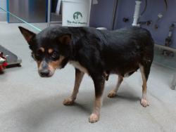 Shelter Stray Female Dog last seen OXBOW / MORNING DOVE, 11800 Sunset Gardens Rd SW, Albuquerque, NM 87121, USA