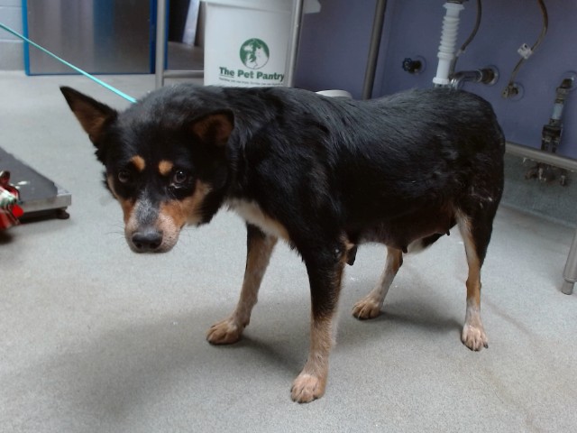 Shelter Stray Female Dog last seen OXBOW / MORNING DOVE, 11800 Sunset Gardens Rd SW, Albuquerque, NM 87121, USA