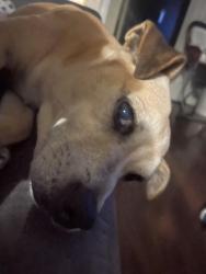 Reunited Female Dog last seen Tanyard, Greenville, SC 29609