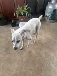Found/Stray Male Dog last seen King dairy farm, Piney Flats, TN 37686