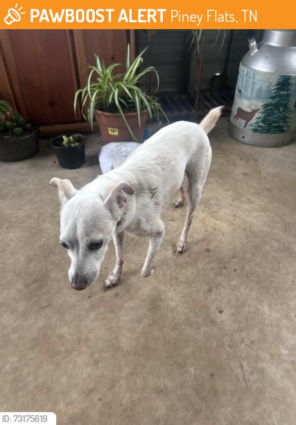 Found/Stray Male Dog last seen King dairy farm, Piney Flats, TN 37686