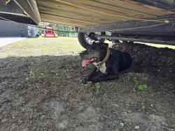 Found/Stray Female Dog last seen Sw 129th terr, Marion County, FL 34481