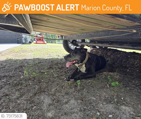 Found/Stray Female Dog last seen Sw 129th terr, Marion County, FL 34481
