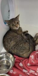 Shelter Stray Female Cat last seen Near, 2600 S Harding St, Indianapolis, IN 46221, USA