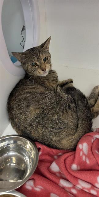 Shelter Stray Female Cat last seen Near, 2600 S Harding St, Indianapolis, IN 46221, USA