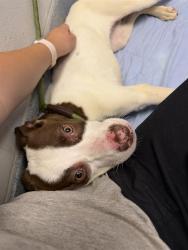 Shelter Stray Female Dog last seen Near, 2600 S Harding St, Indianapolis, IN 46221, USA