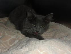 Shelter Stray Female Cat last seen , 14409 Vanowen St, Van Nuys, CA 91405, USA