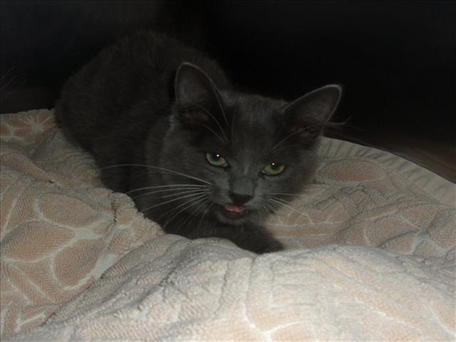 Shelter Stray Female Cat last seen , 14409 Vanowen St, Van Nuys, CA 91405, USA