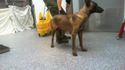 Shelter Stray Female Dog last seen CHARLOTTE, 8315 Byrum Dr, Charlotte, NC 28217, USA