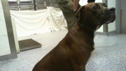 Shelter Stray Female Dog last seen CHARLOTTE, 8315 Byrum Dr, Charlotte, NC 28217, USA
