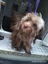 Shelter Stray Female Dog last seen CHARLOTTE, 8315 Byrum Dr, Charlotte, NC 28217, USA