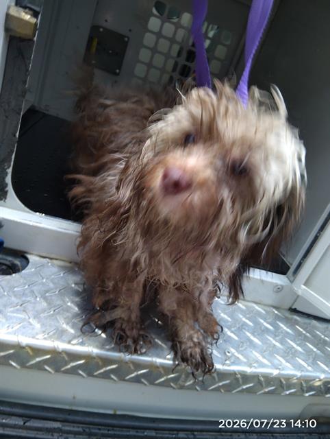 Shelter Stray Female Dog last seen CHARLOTTE, 8315 Byrum Dr, Charlotte, NC 28217, USA