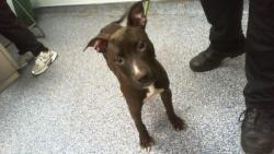 Shelter Stray Female Dog last seen CHARLOTTE, 8315 Byrum Dr, Charlotte, NC 28217, USA