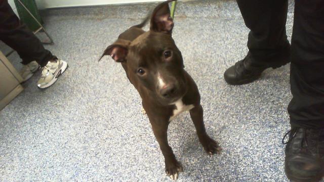 Shelter Stray Female Dog last seen CHARLOTTE, 8315 Byrum Dr, Charlotte, NC 28217, USA