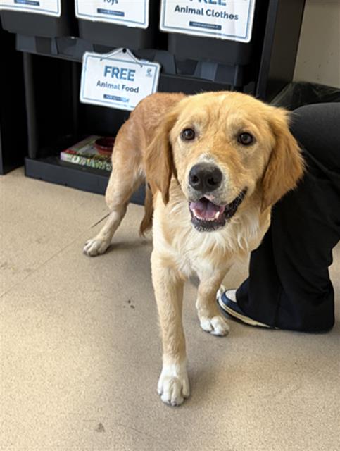 Shelter Stray Male Dog last seen Near BLOCK BLCK ADRIATIC AVE, LONG BEACH, CA 90810, 7700 E Spring St, Long Beach, CA 90815, USA