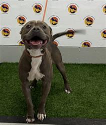 Shelter Stray Female Dog last seen SHAMROCK DR, 19640 Dogpatch Ln, Land O' Lakes, FL 34638, USA