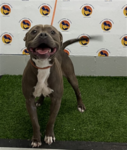 Shelter Stray Female Dog last seen SHAMROCK DR, 19640 Dogpatch Ln, Land O' Lakes, FL 34638, USA
