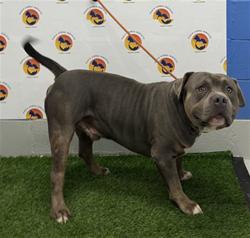 Shelter Stray Male Dog last seen Near BLOCK HICKS RD, 19640 Dogpatch Ln, Land O' Lakes, FL 34638, USA