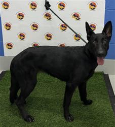 Shelter Stray Female Dog last seen EILAND BLVD, 19640 Dogpatch Ln, Land O' Lakes, FL 34638, USA
