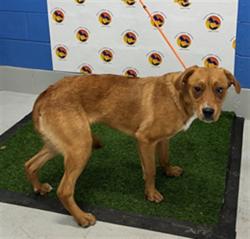 Shelter Stray Female Dog last seen JEROME RD, 19640 Dogpatch Ln, Land O' Lakes, FL 34638, USA